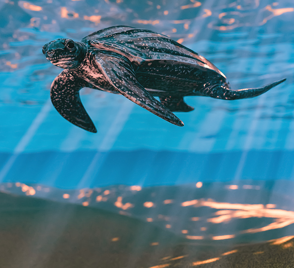 leatherback-turtle